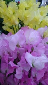 初春！｜「坂本好花園」　（栃木県栃木市の花キューピット加盟店 花屋）のブログ